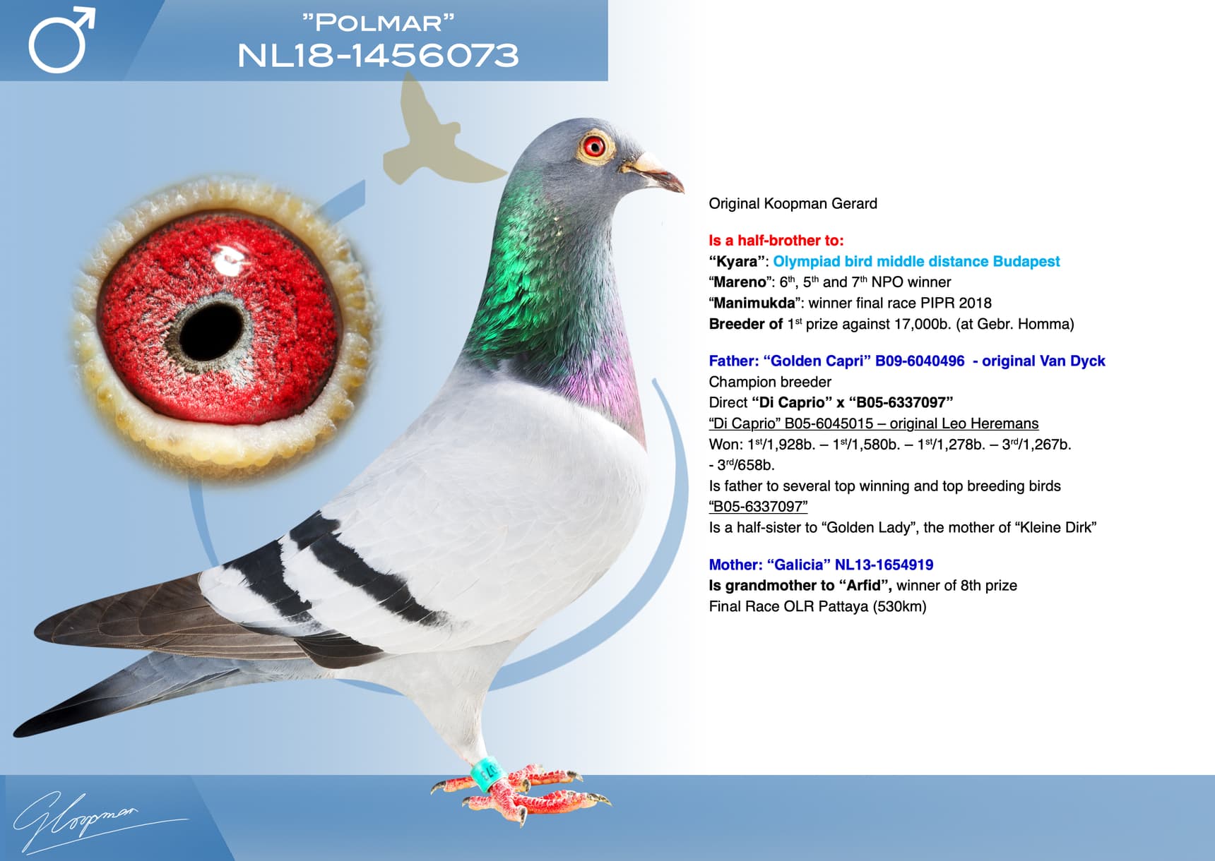 pigeon: undefined