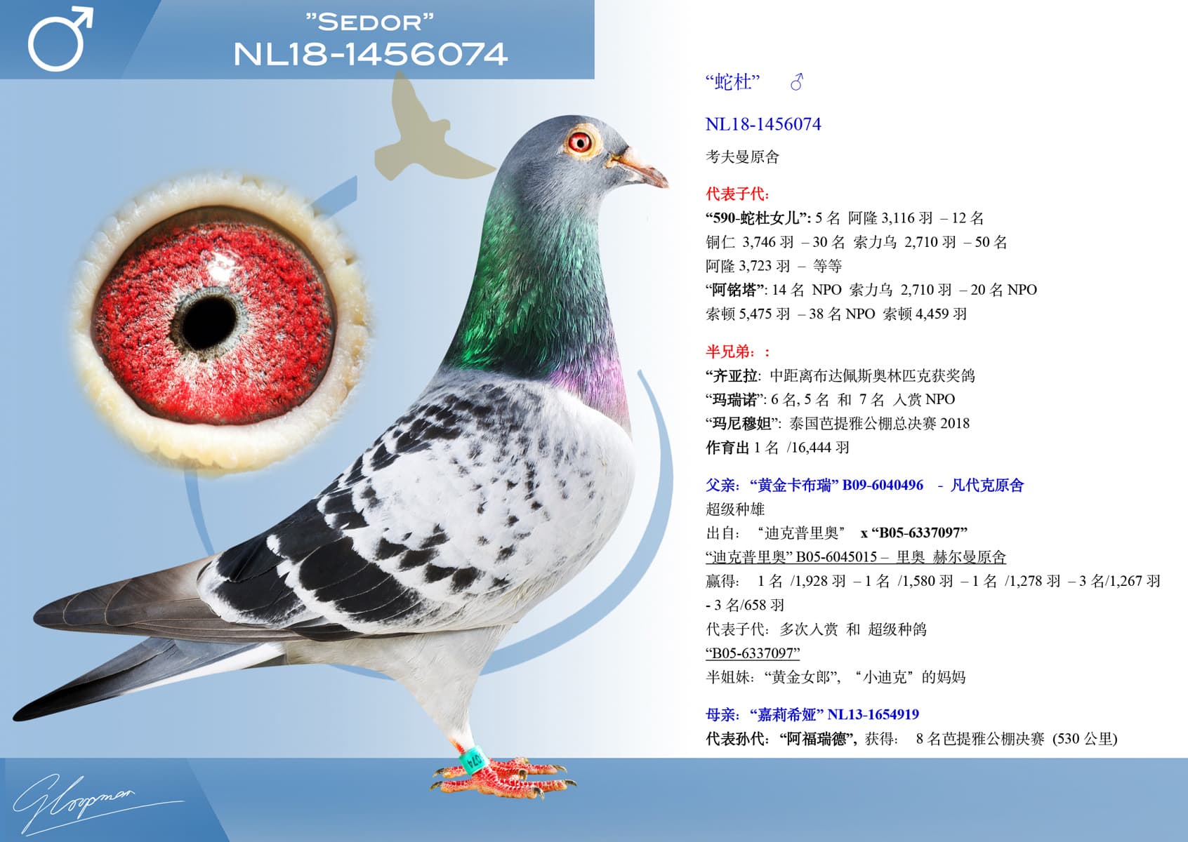 pigeon: undefined