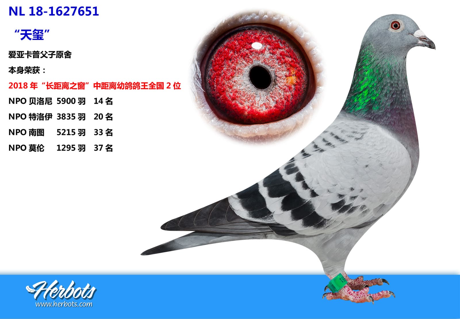 pigeon: undefined