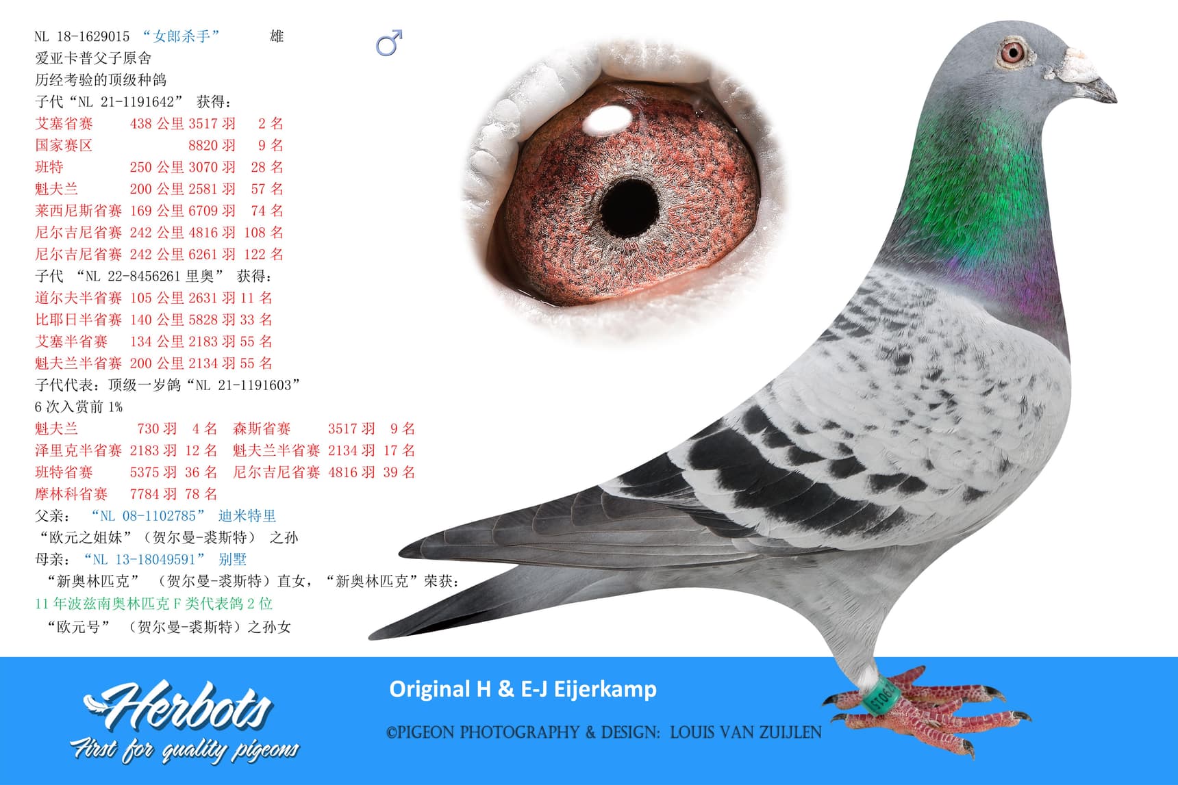 pigeon: “女郎杀手”