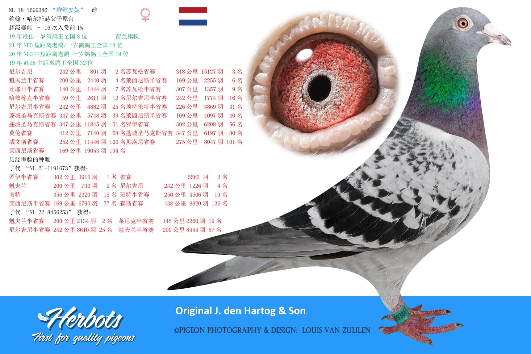 pigeon: “维维安妮”