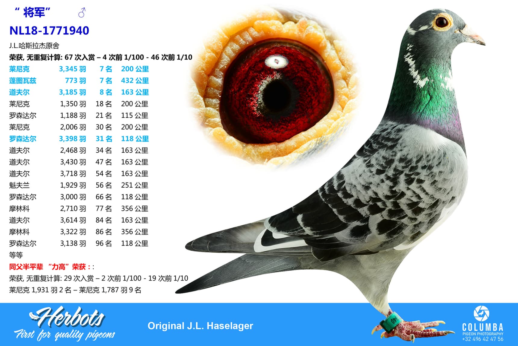 pigeon: undefined