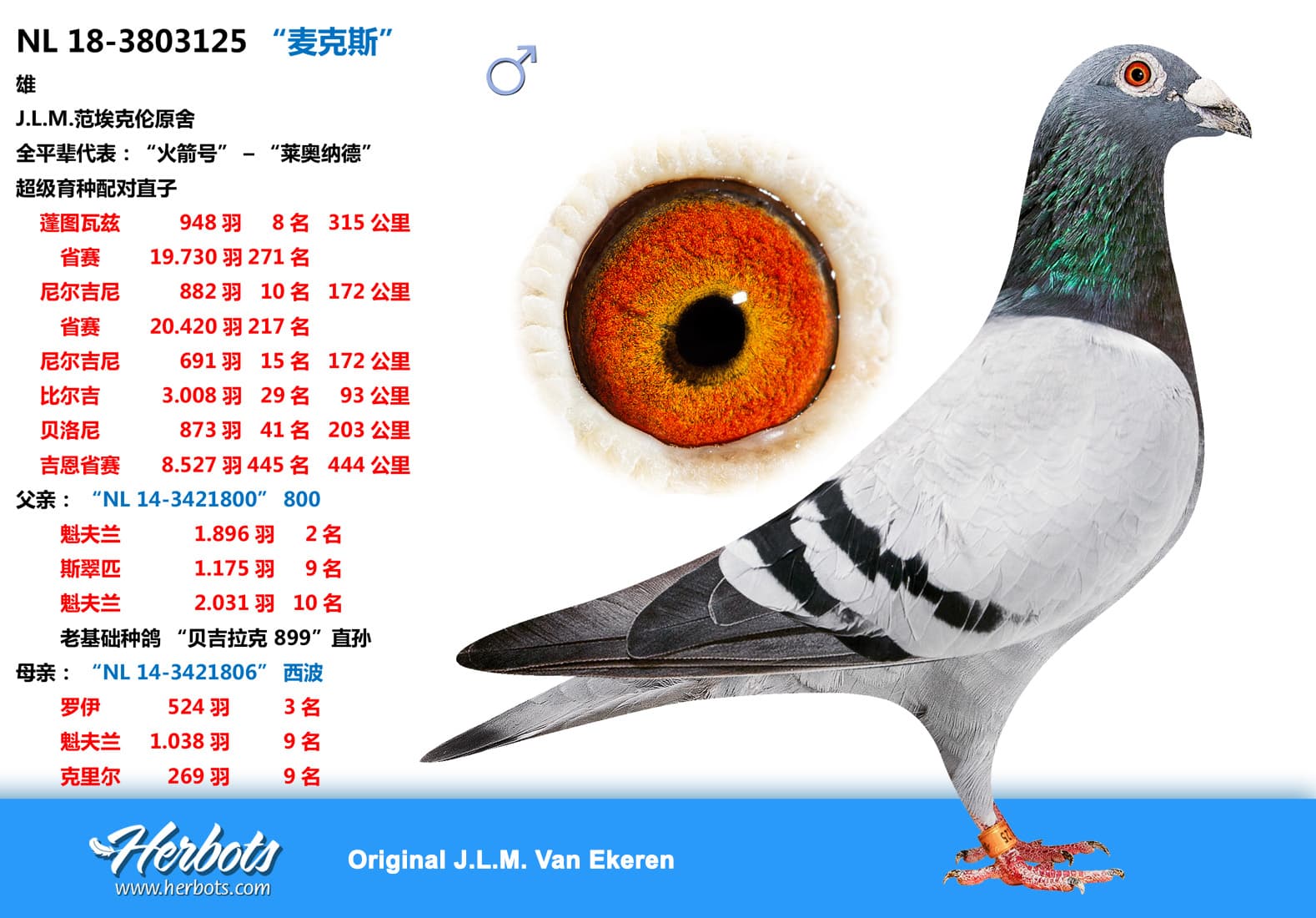 pigeon: “麦克斯”