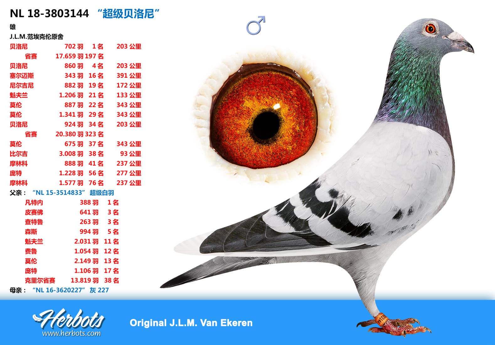 pigeon: “超级贝洛尼”