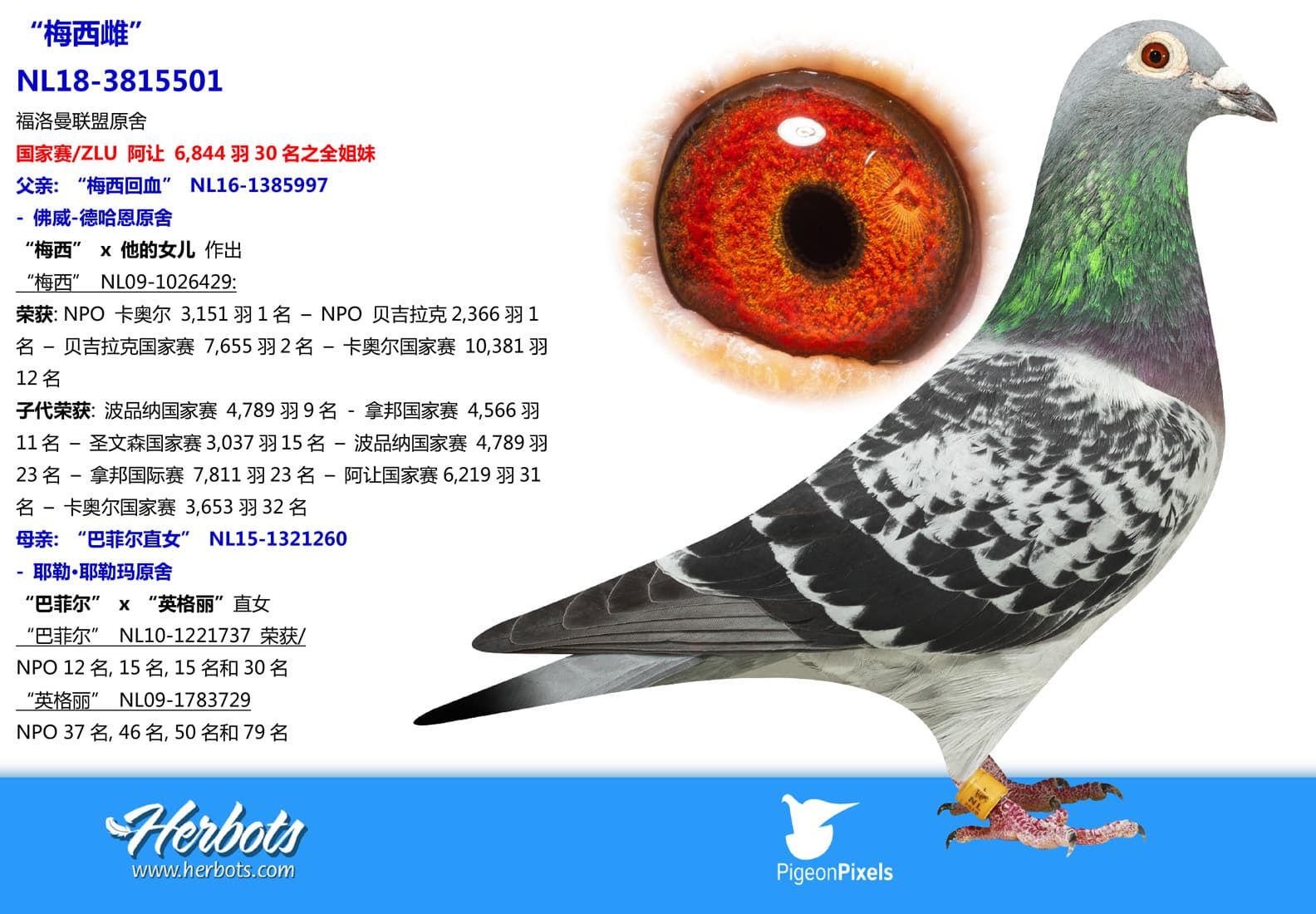 pigeon: undefined