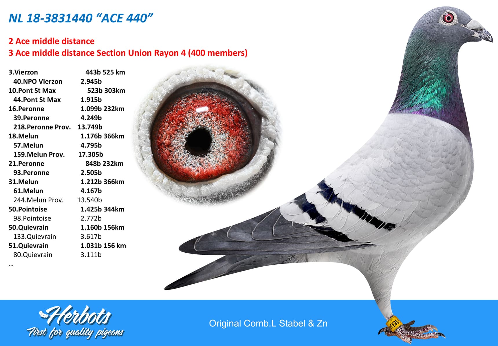 pigeon: undefined