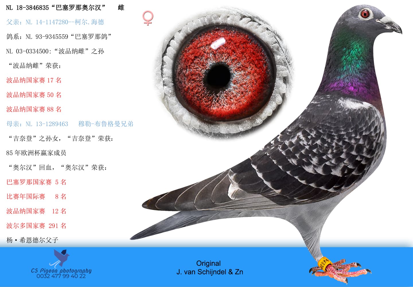 pigeon: undefined