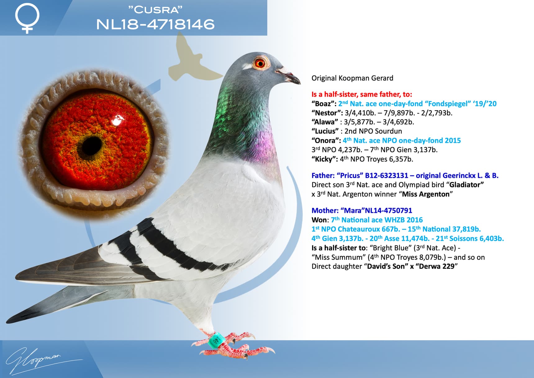 pigeon: undefined
