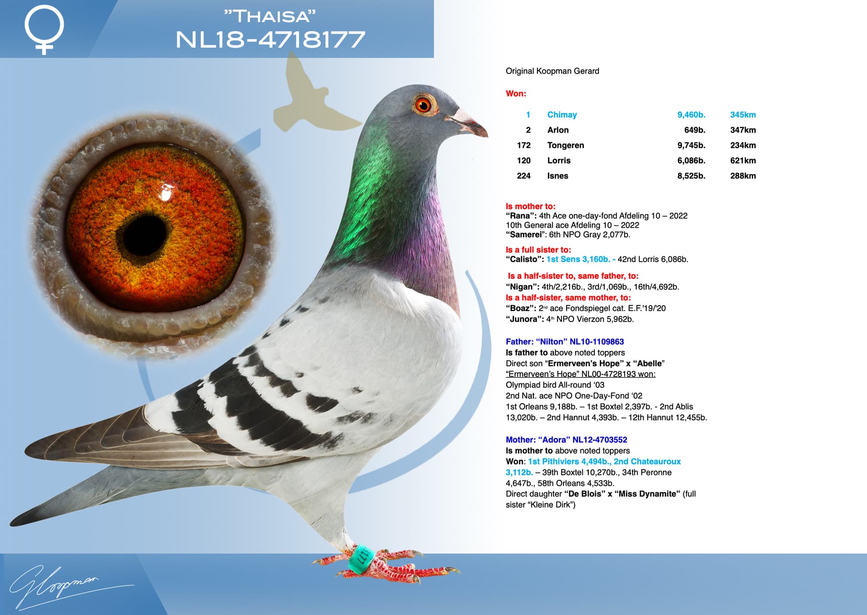 pigeon: undefined