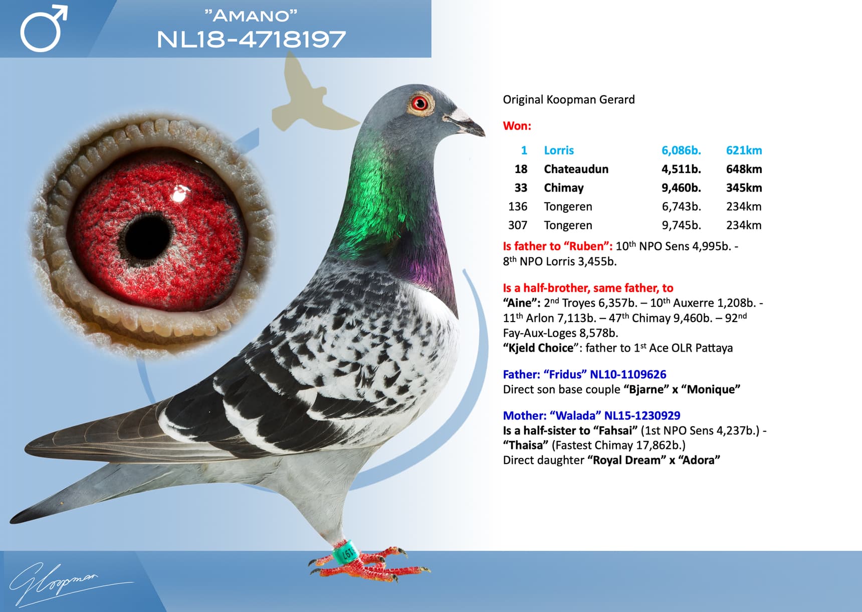 pigeon: undefined