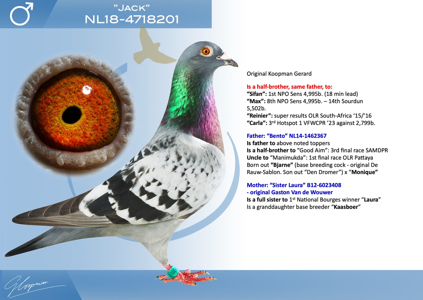 pigeon: undefined