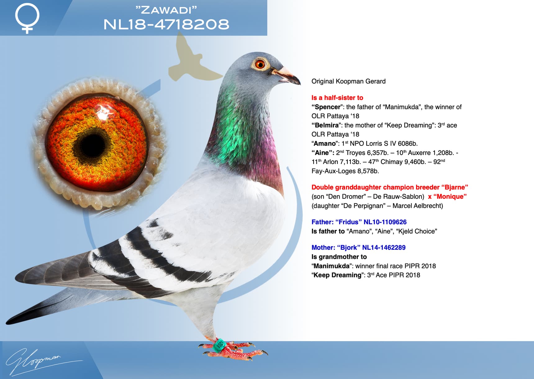 pigeon: undefined