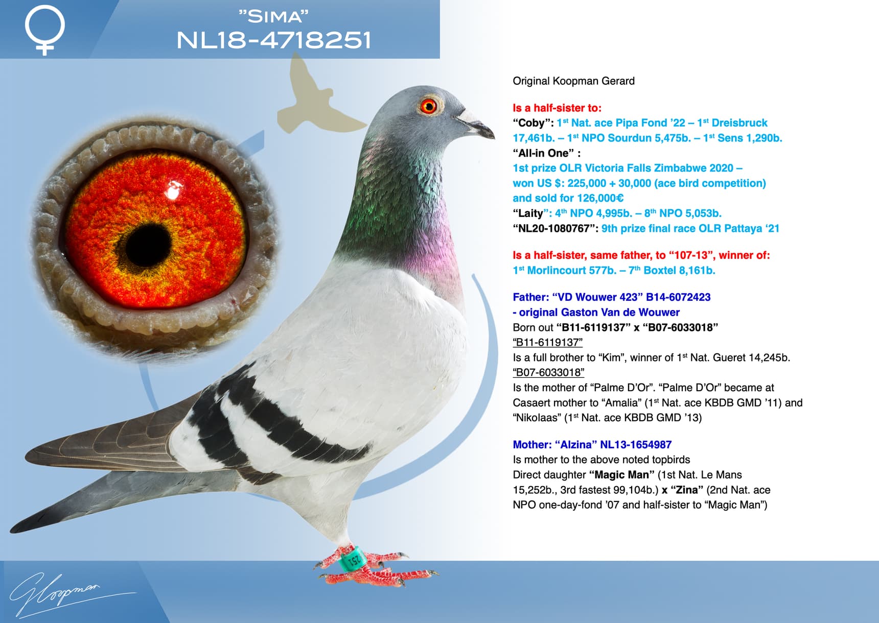 pigeon: undefined