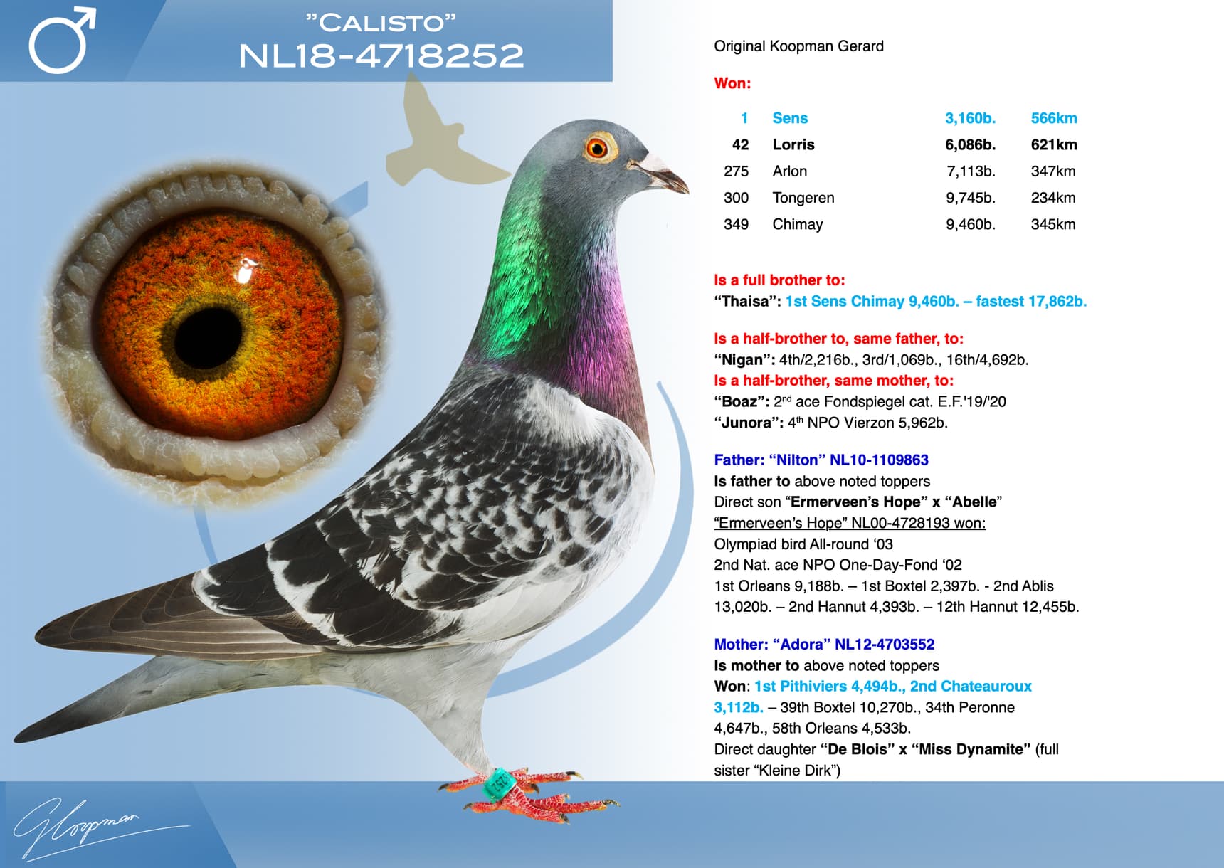 pigeon: undefined