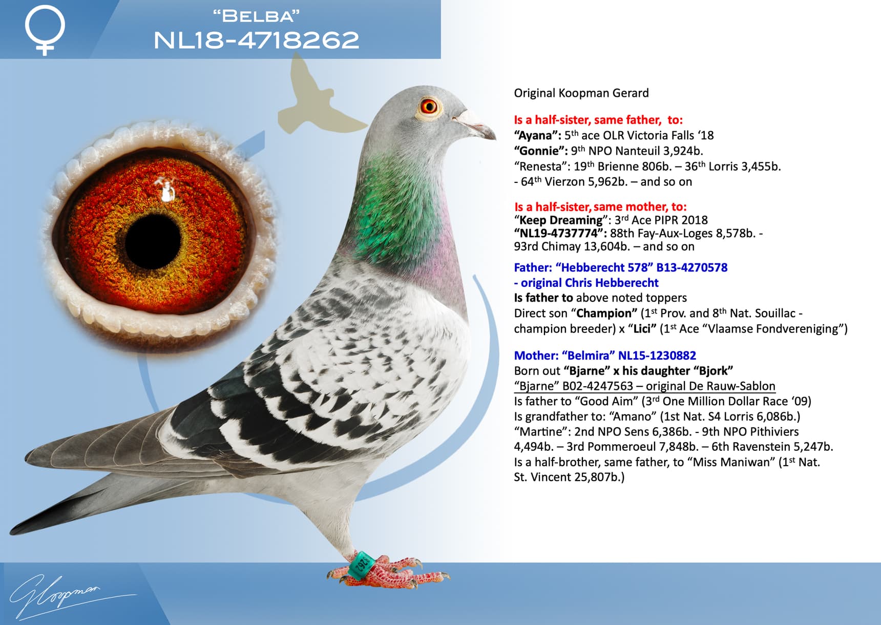 pigeon: undefined