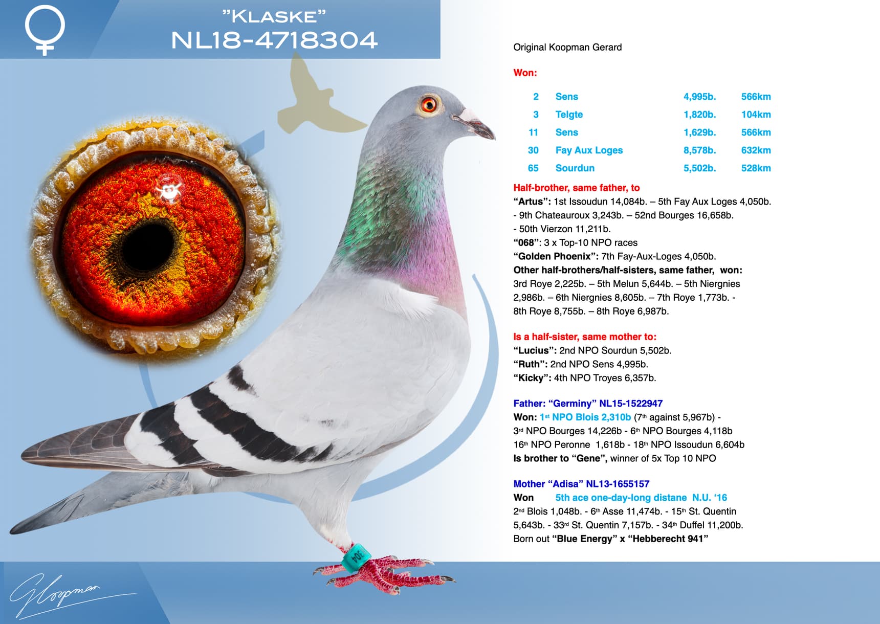 pigeon: undefined