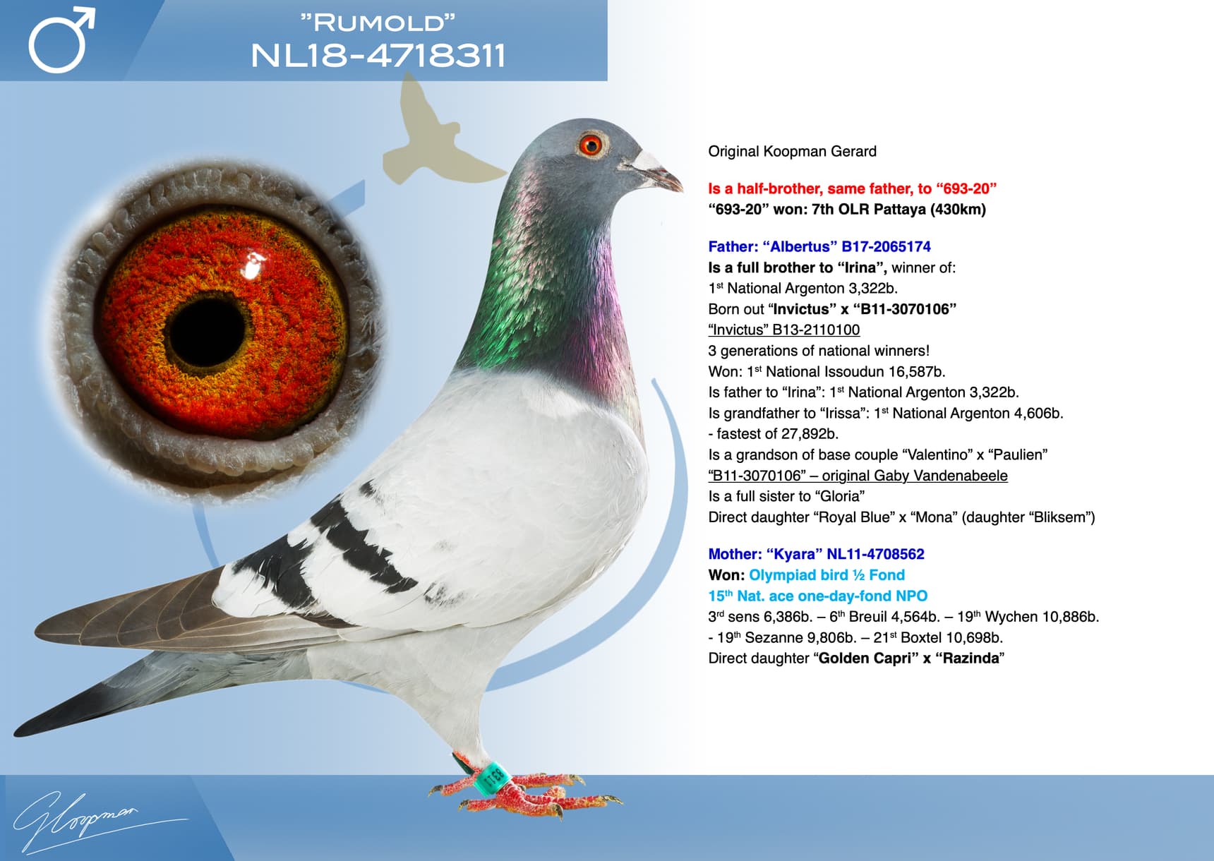 pigeon: undefined