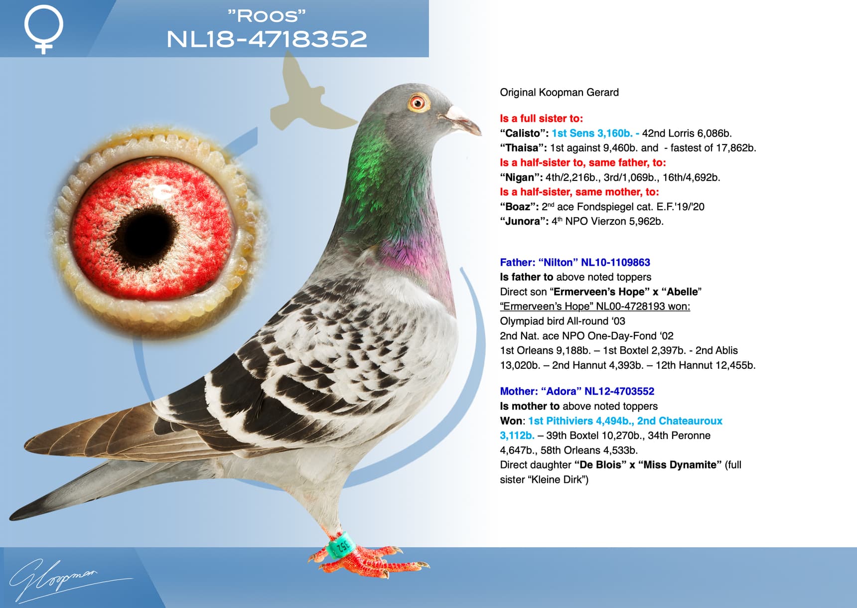 pigeon: undefined