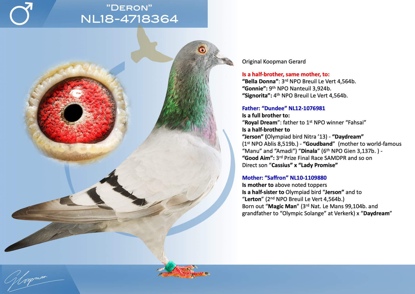 pigeon: undefined