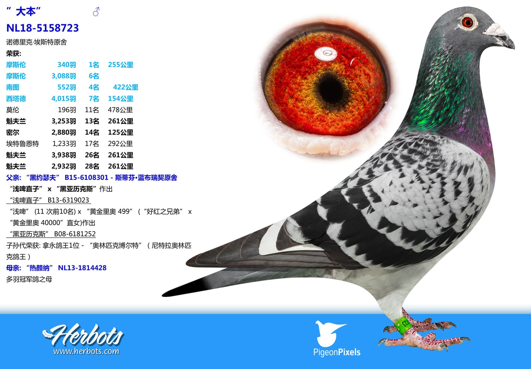 pigeon: undefined