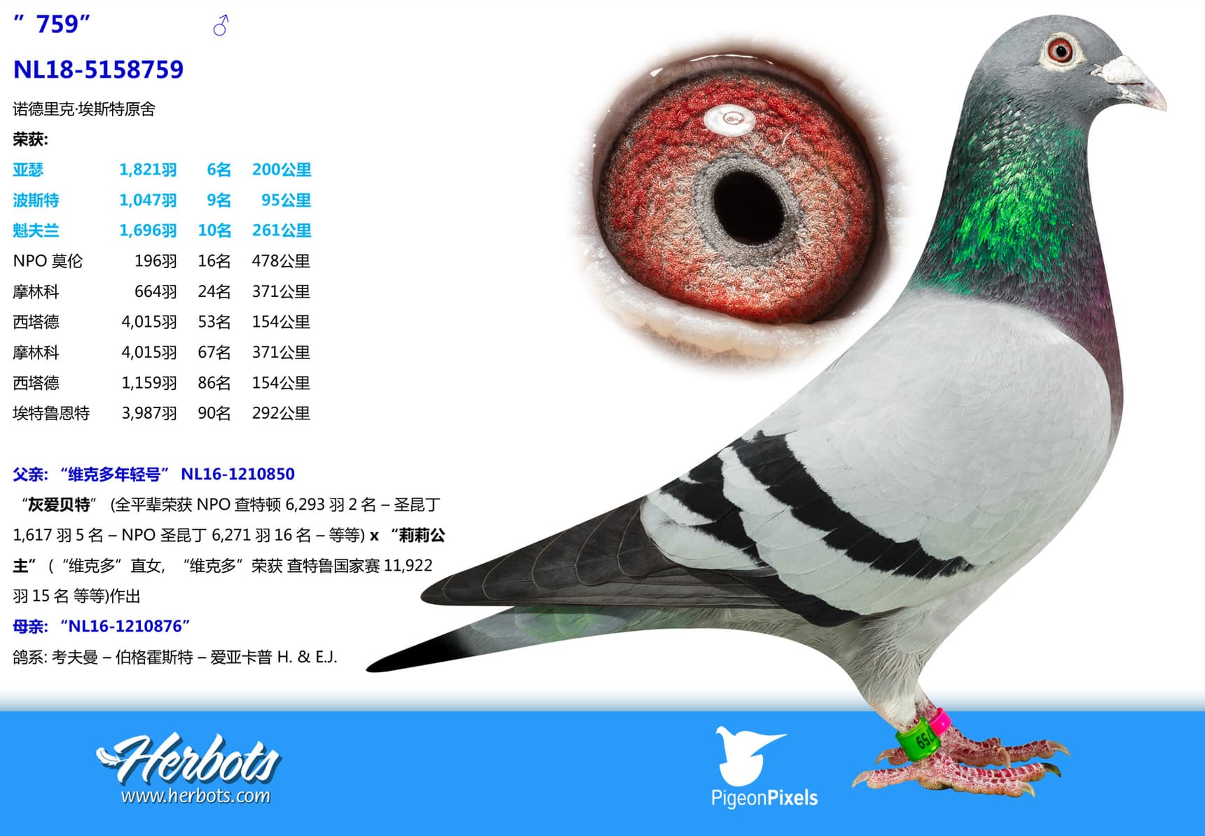pigeon: undefined