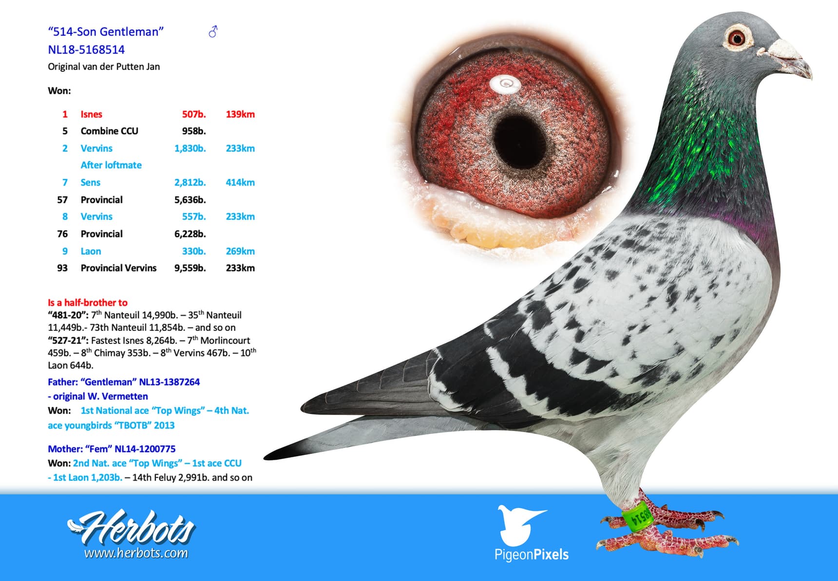 pigeon: undefined