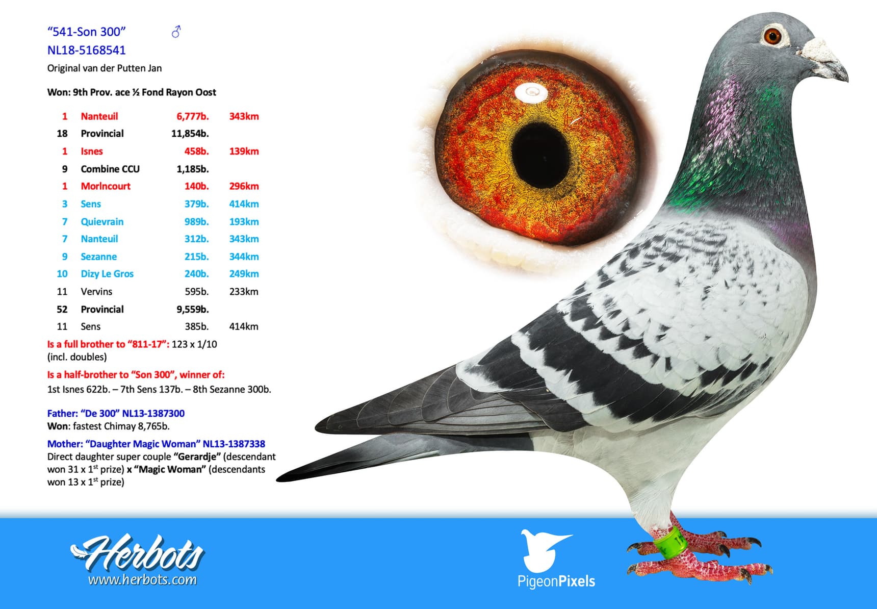 pigeon: undefined
