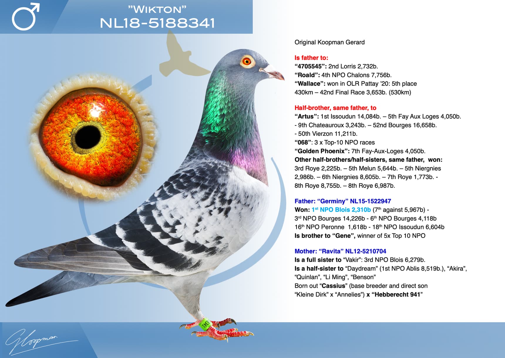 pigeon: undefined