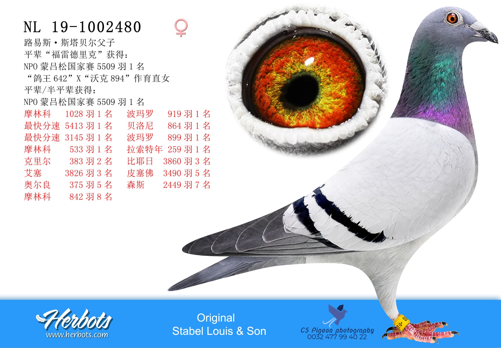 pigeon: undefined