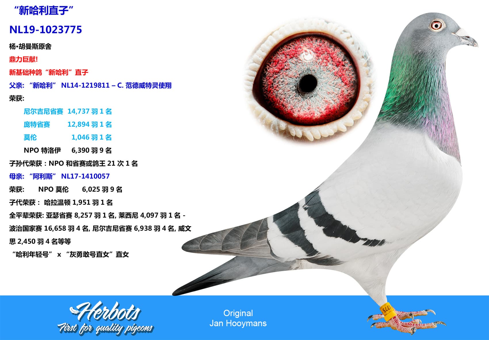 pigeon: undefined