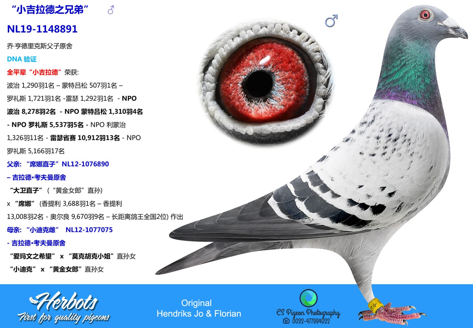 pigeon: undefined