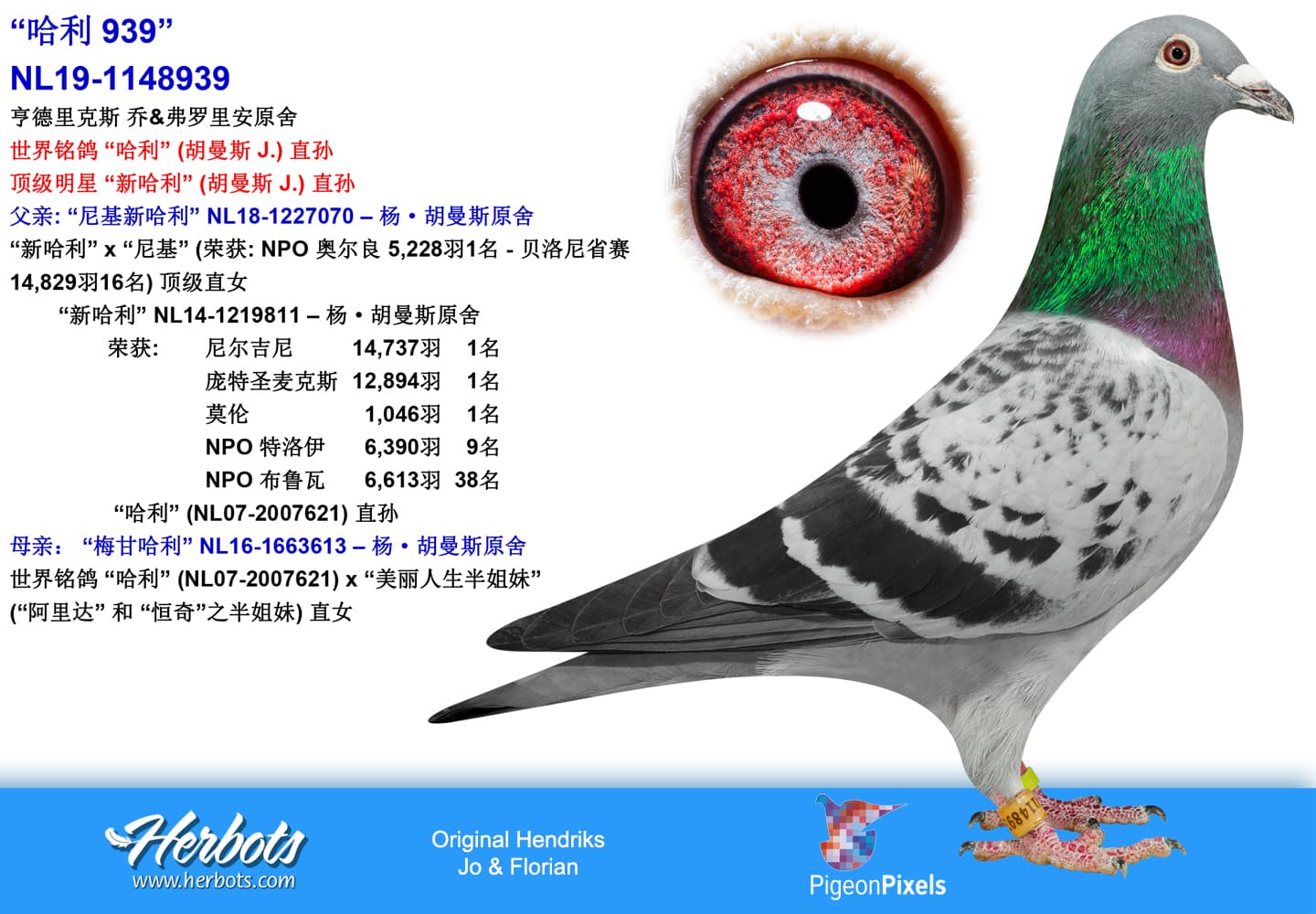 pigeon: undefined