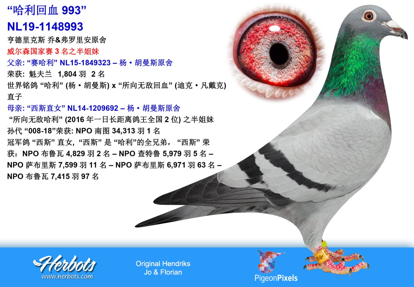 pigeon: undefined