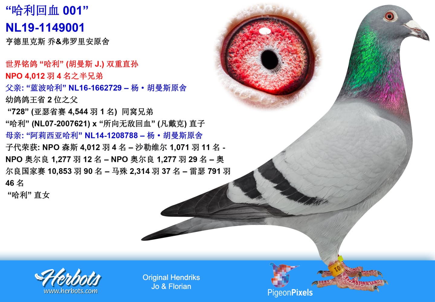 pigeon: undefined