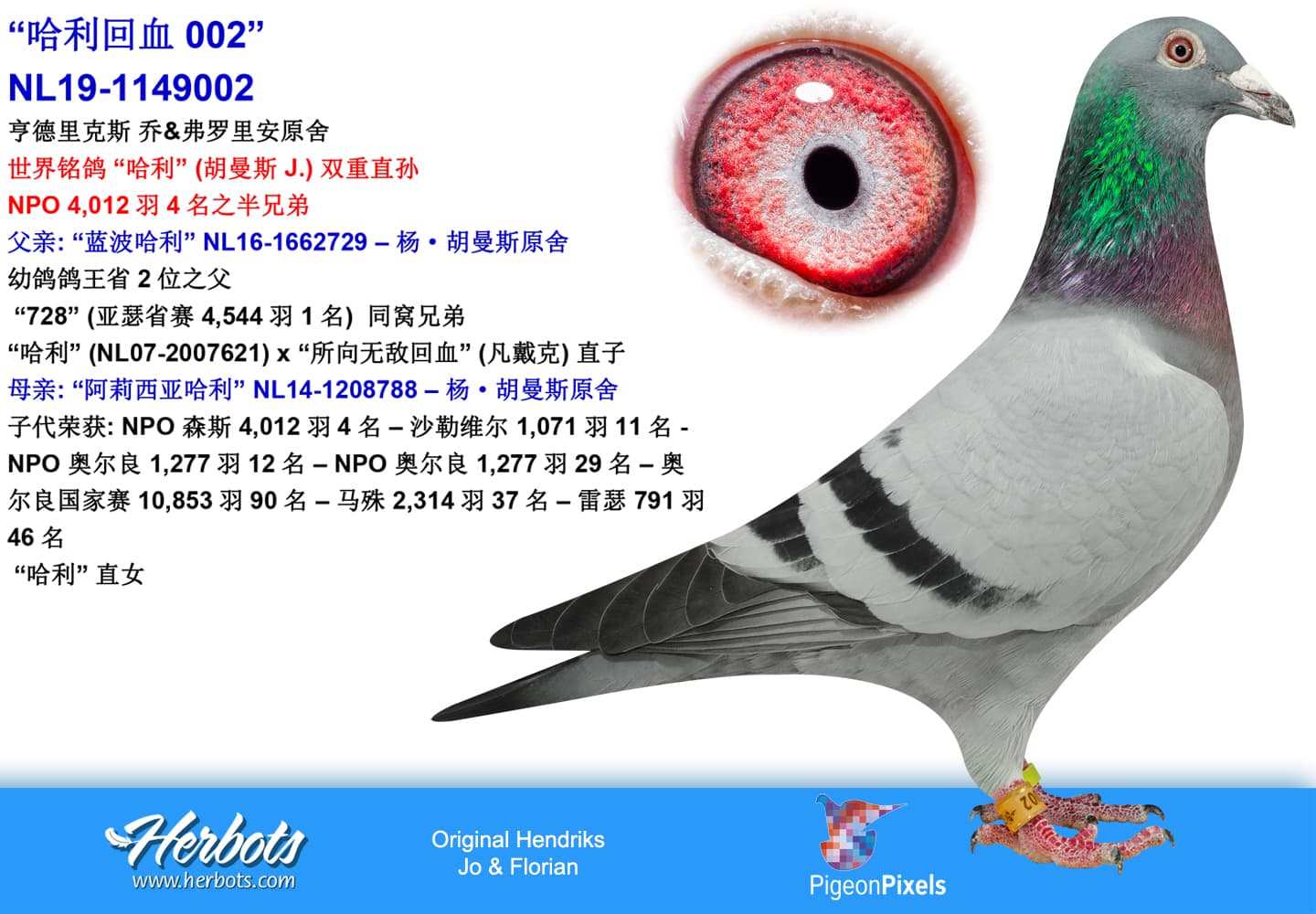 pigeon: undefined