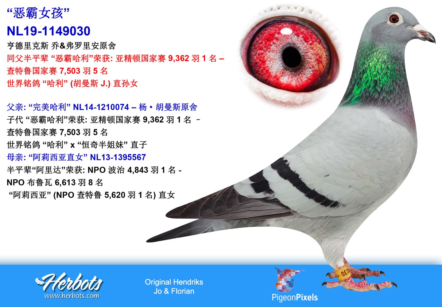 pigeon: undefined