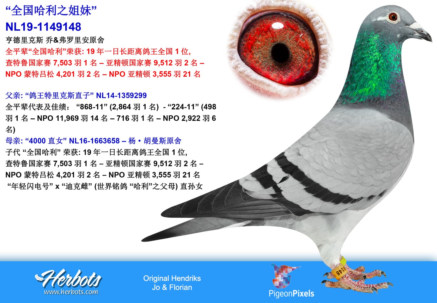 pigeon: undefined