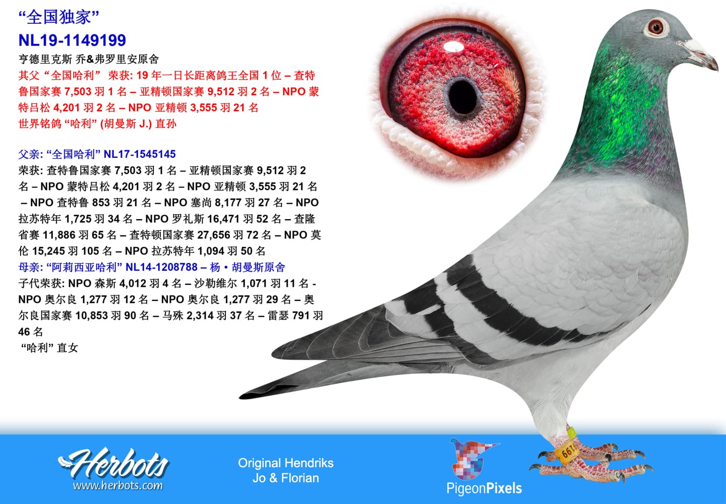 pigeon: undefined