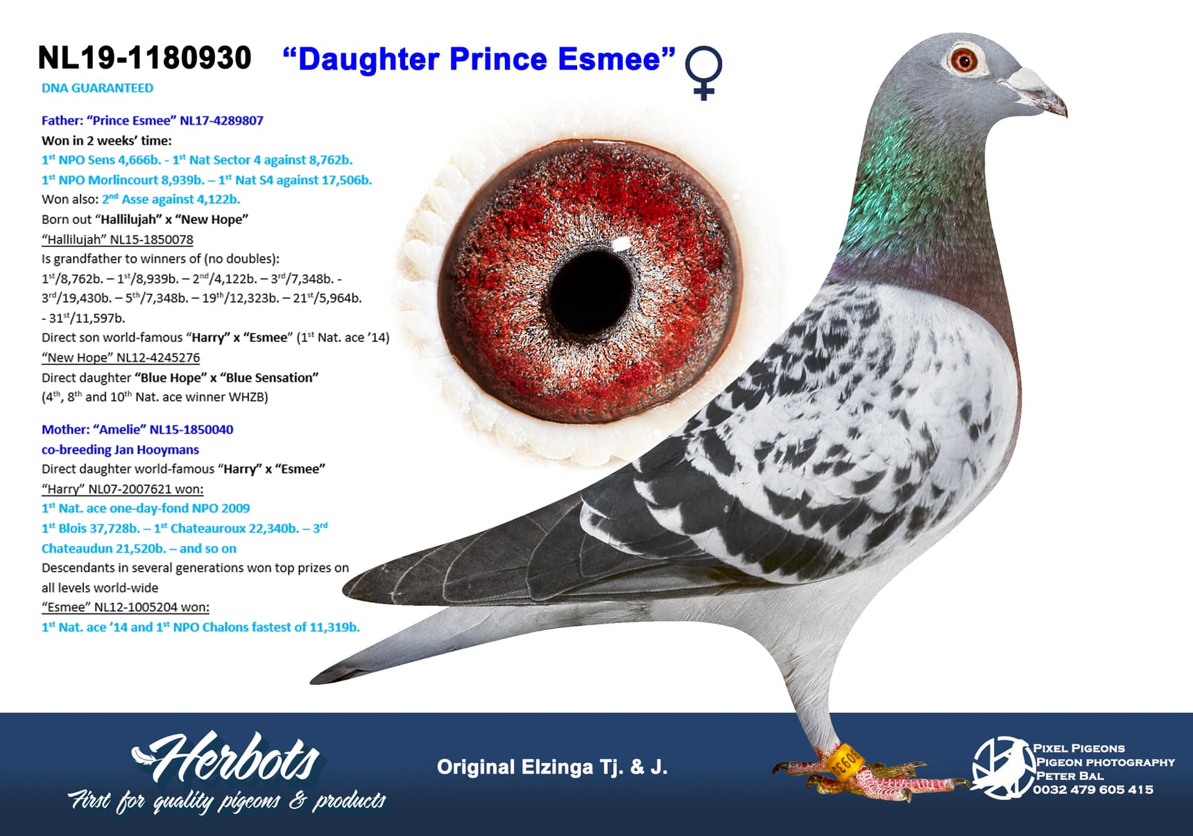 pigeon: undefined