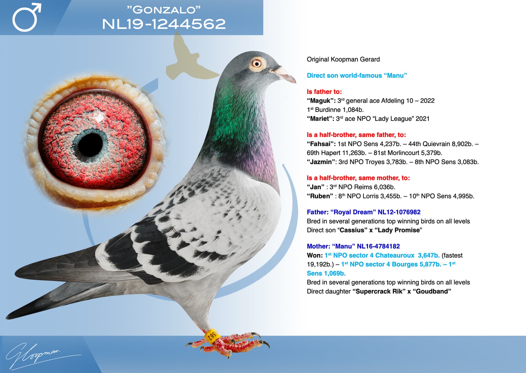 pigeon: undefined