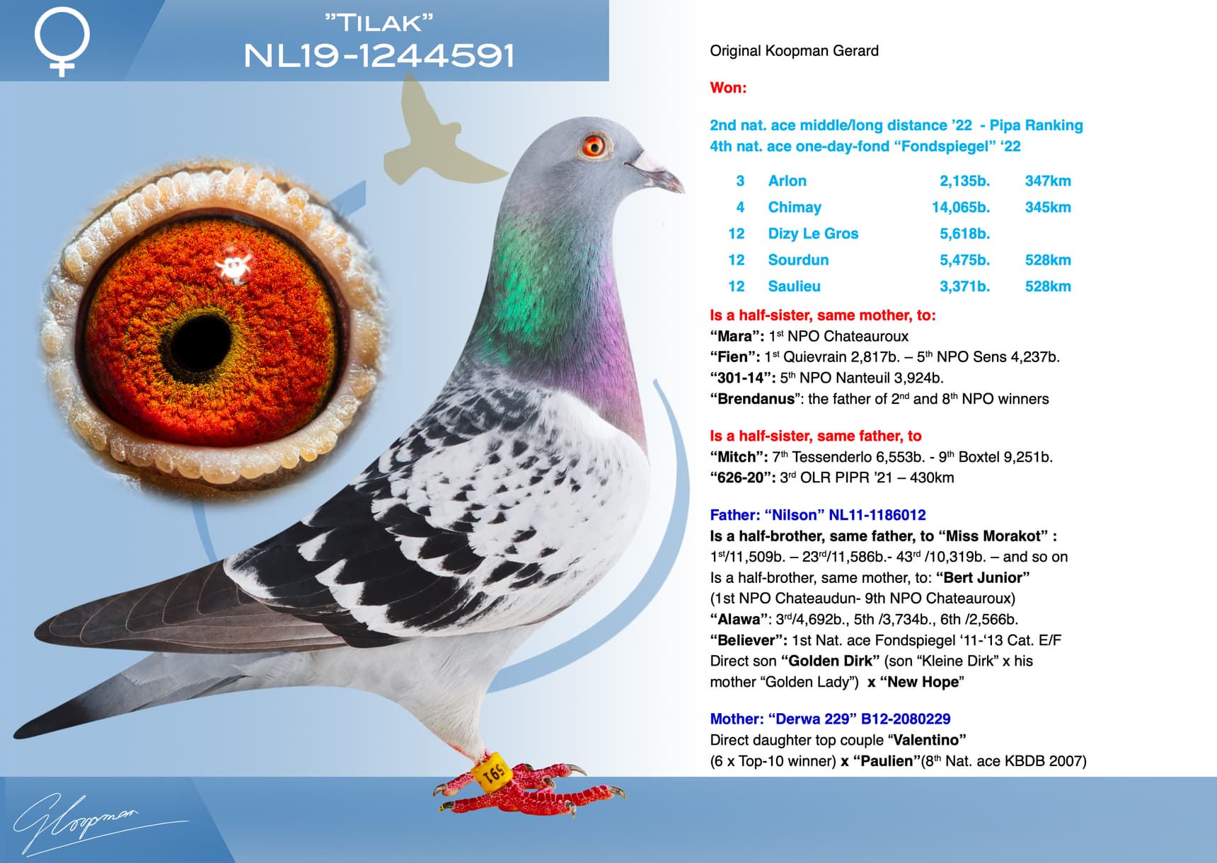 pigeon: undefined