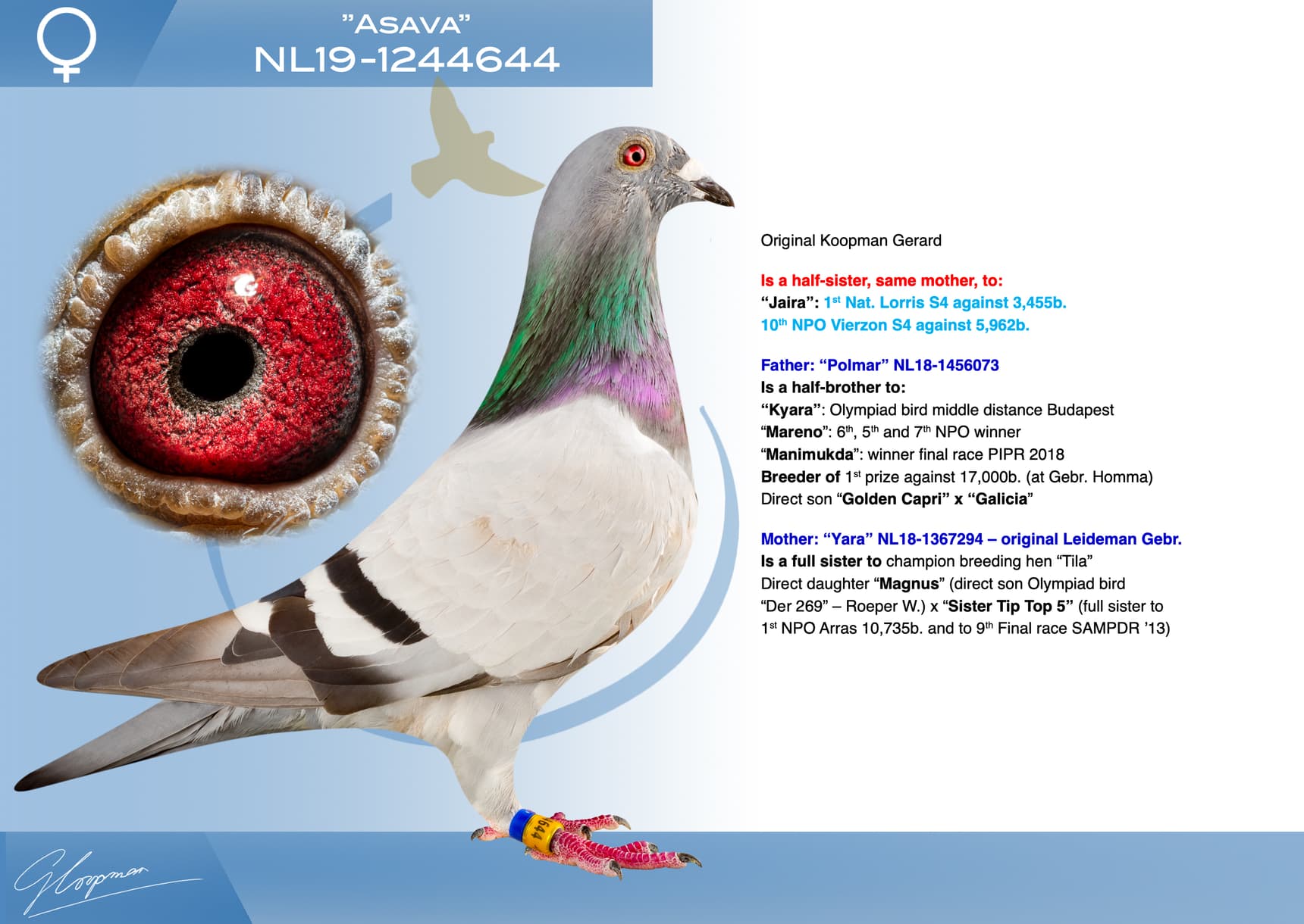 pigeon: undefined