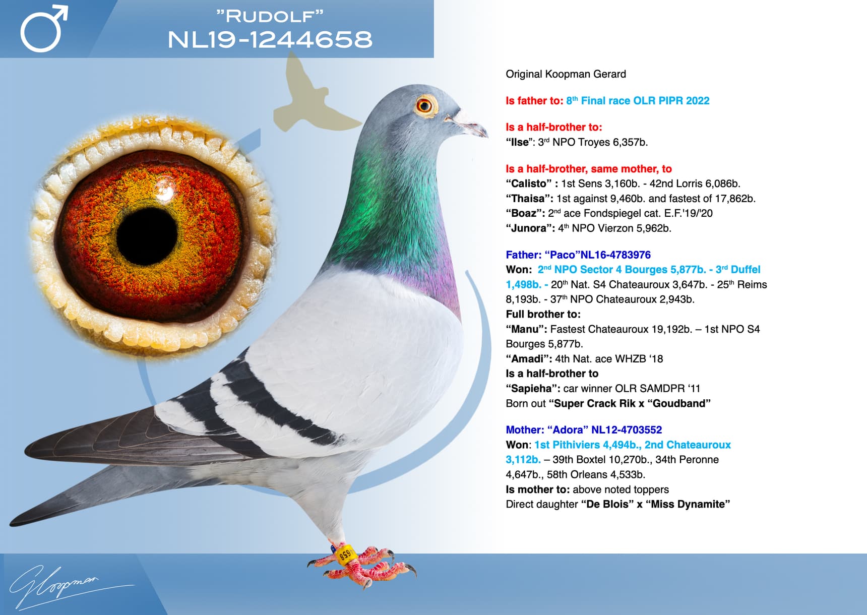 pigeon: undefined
