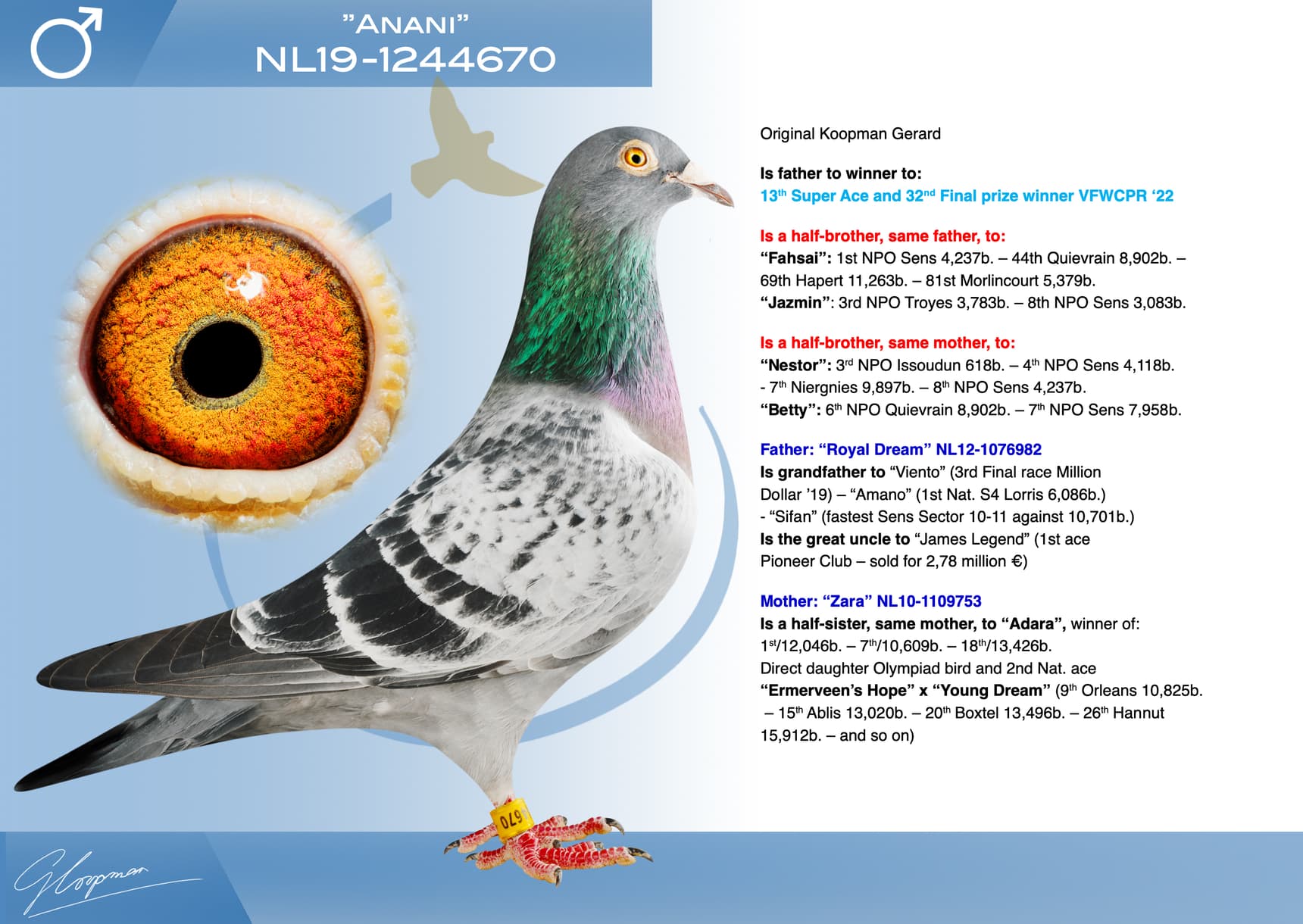 pigeon: undefined