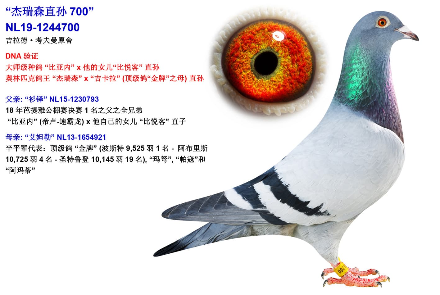 pigeon: undefined