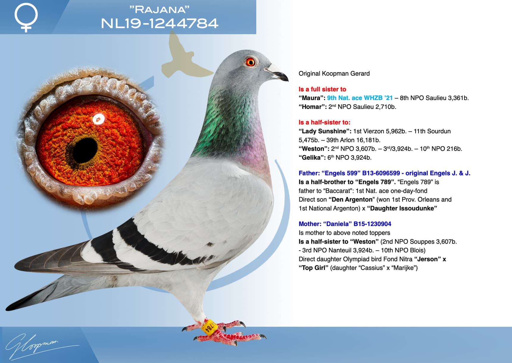pigeon: undefined