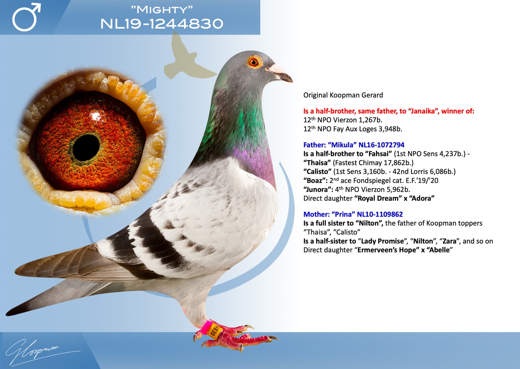 pigeon: undefined