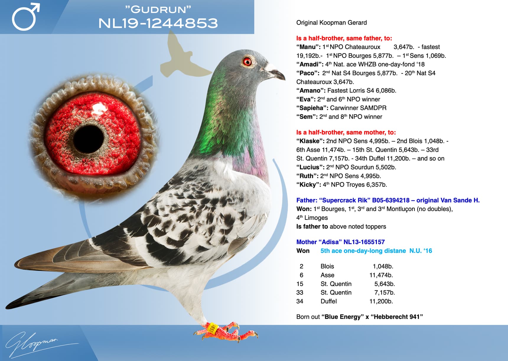 pigeon: undefined