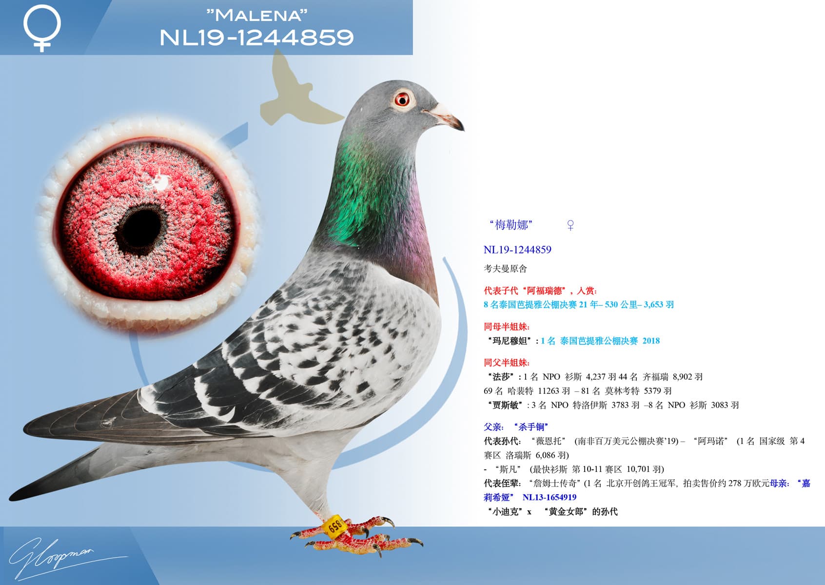 pigeon: undefined
