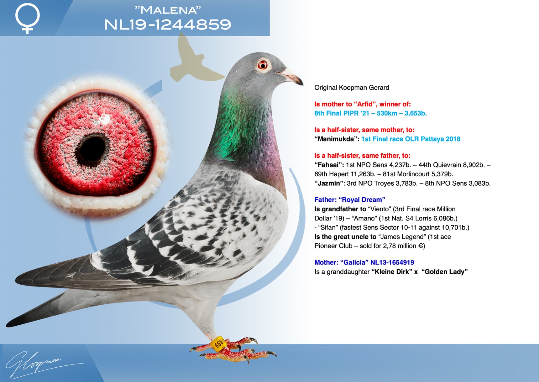 pigeon: undefined